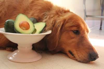 are avocado trees bad for dogs
