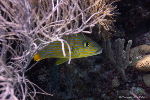 Reef Site in Miami Beach, FL Photographed by Letizia Pallozzi