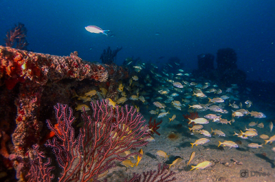 Diving Orion Wreck with Tarpoon Lagoon in Miami Beach, FL