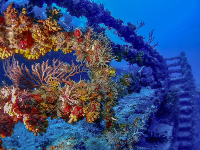 Diving Tacoma Wreck with Tarpoon Lagoon in Miami Beach, FL