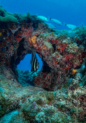 Diving RJ's Ledge Reef with Tarpoon Lagoon in Miami Beach, FL