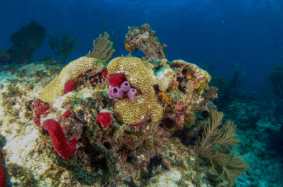 Diving Rainbow Reef with Tarpoon Lagoon in Miami Beach, FL