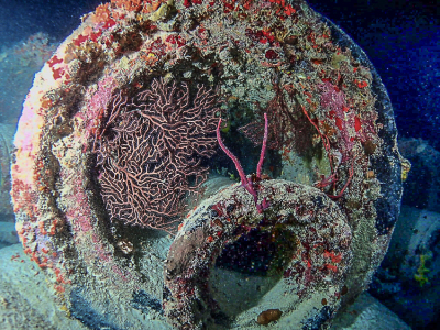 Diving DEMA Trader Wreck with Tarpoon Lagoon in Miami Beach, FL