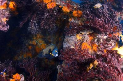 Diving Tortuga Wreck with Tarpoon Lagoon in Miami Beach, FL