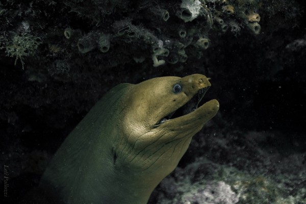 Green Moray Eel Inside the Wheel of an M60 Army Tank in Miami Beach, FL