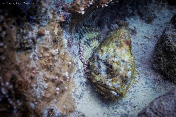 Scorpionfish are Masters of Camoflauge on the Reef