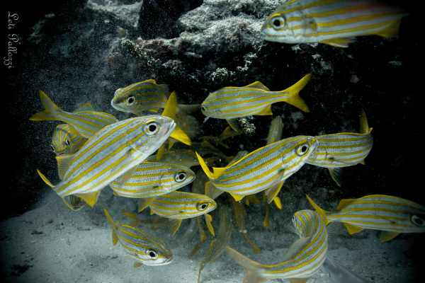 Blue Striped Grunts Eating a "Meadow" of Damselfish Eggs