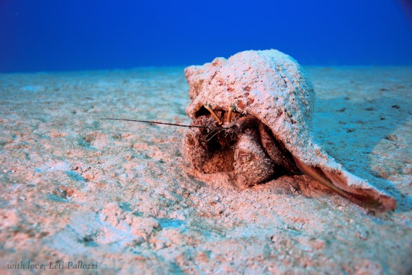Blue-Eyed Hermit Crab - Miami Beach, FL