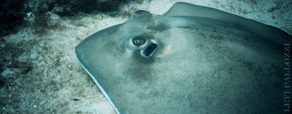 Southern Stingray in Miami Beach, FL