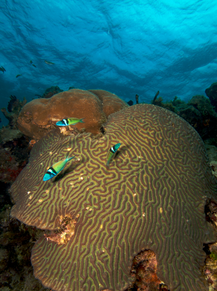 Blue Headed Wrasse over a Diploria (Coral Species)