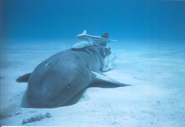 Nurse Shark - The Most Docile Shark in the Sea