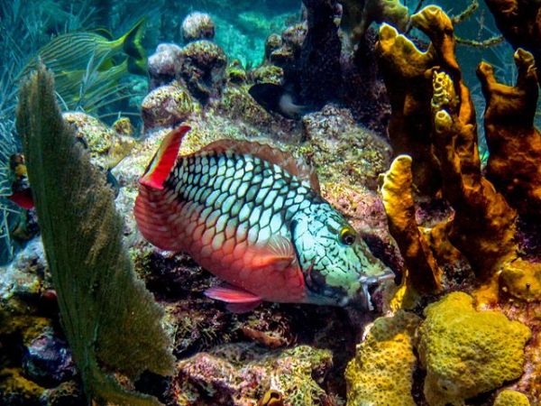 A Stoplight Parrotfish in its Initial Stage