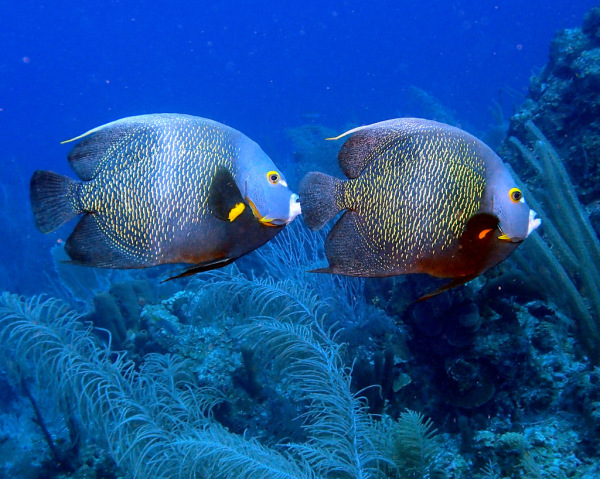 A Couple of Beautiful French Angelfish