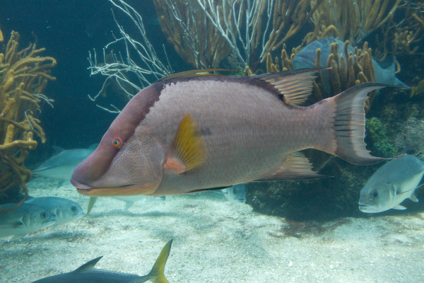 Hogfish (Also a Fisherman's Favorite)