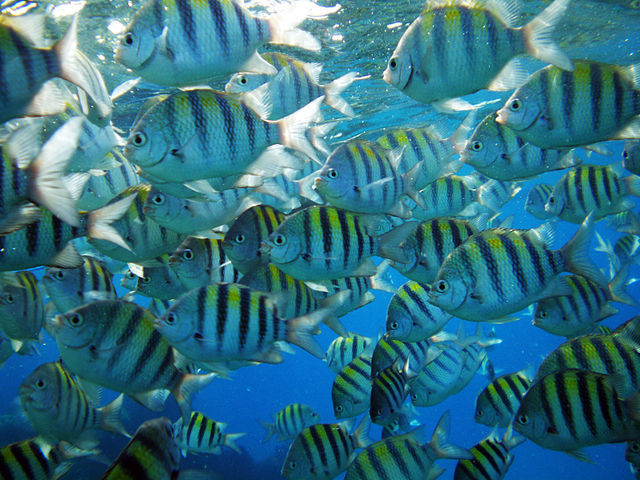 Sargeant Major Fish Love Doritos and Hanging out at the Waters Surface