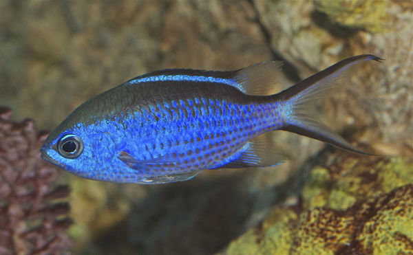Flashes of Irridescent Blue from the Blue Chromis Fish