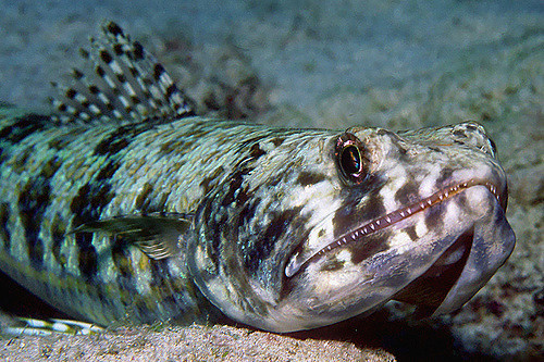 A Sand Diver Fish Looking Grumpy and Curious