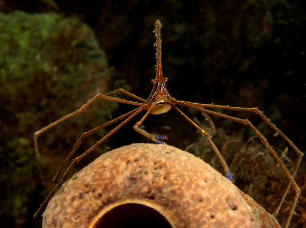 An Arrowcrab - Frequently Described by Divers as an "Underwater Spider"