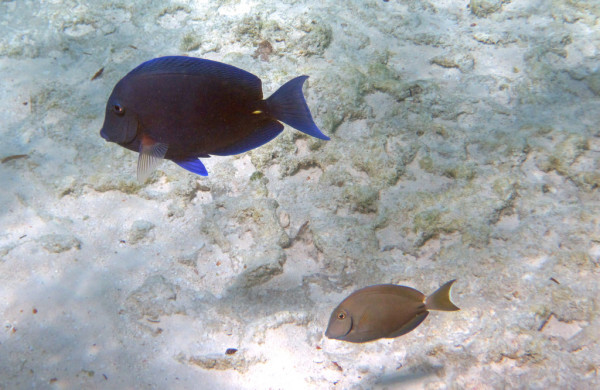 Blue Tangs on the Reef