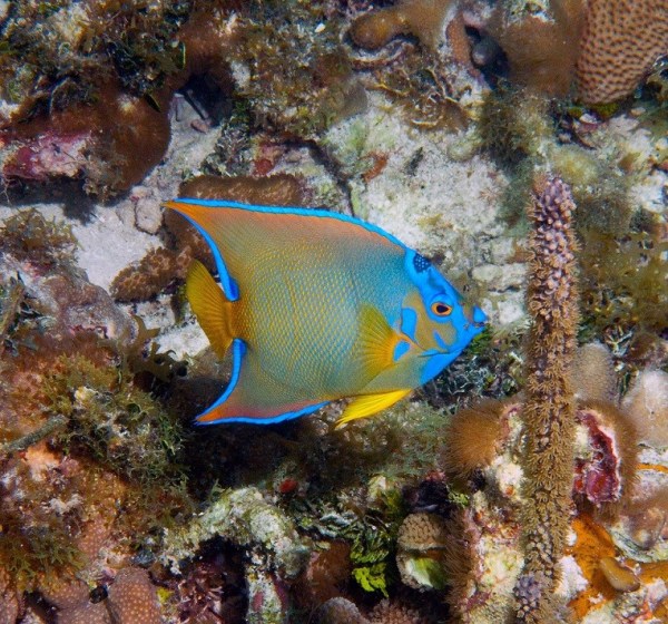 A Queen Angelfish Showing Off Her Cloak of Colors