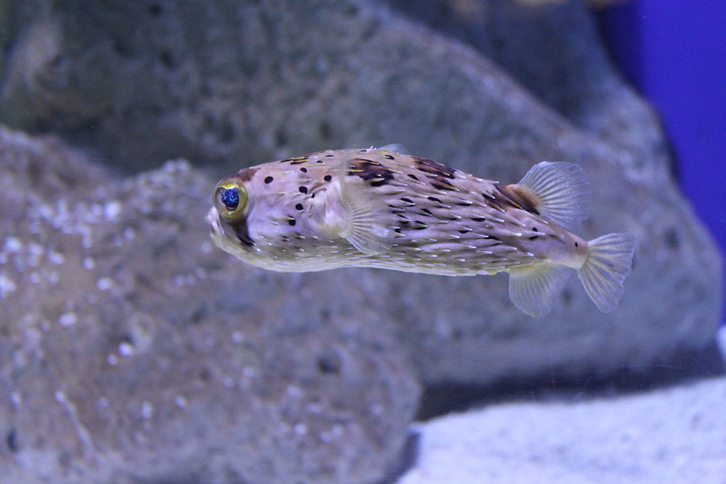 A Long Spine Porcupinefish