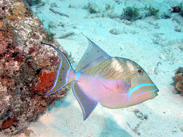 Queen Triggerfish Showing Off Her Colors