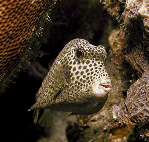 A Spotted Trunkfish - One of the Most Adorable Fish on our Reef