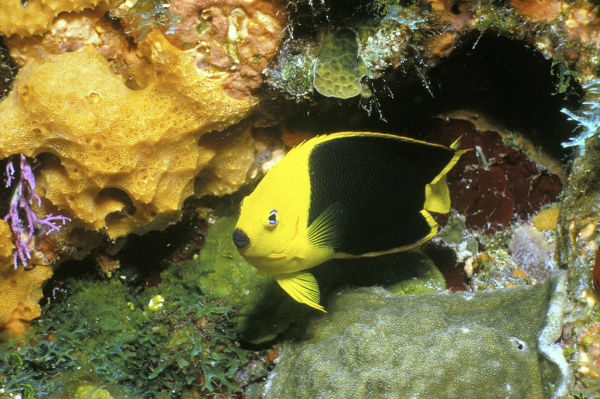 A Rock Beauty Fish in a Reef