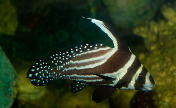 A Spotted Drum Fish - Black & White Beauty