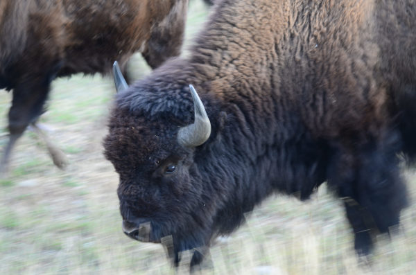 Grand Teton