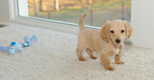 Unlocked Blonde Long Haired Dachshund For Sale Near Me 