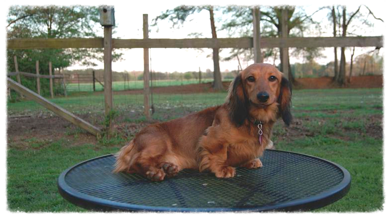 63+ English Cream Long Haired Mini Dachshund