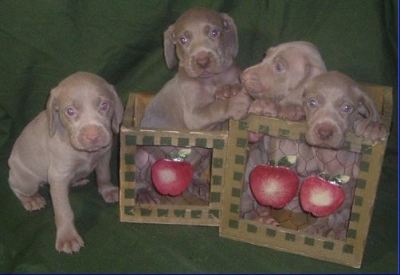 blue ridge weimaraner