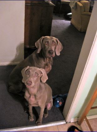 blue ridge weimaraner