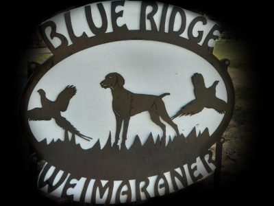blue ridge weimaraner