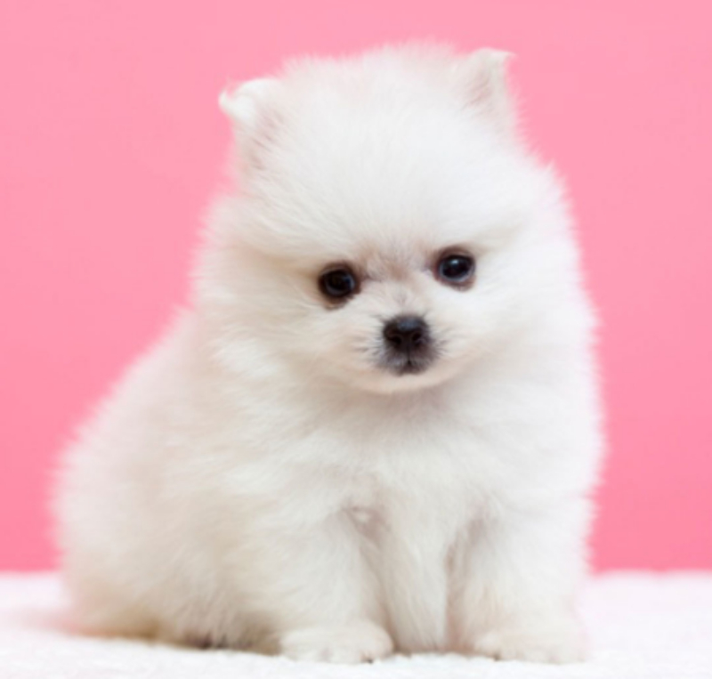 Pomeranian Wallpapers