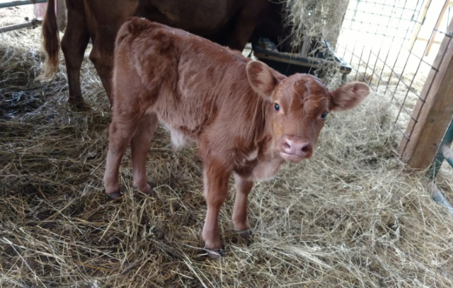 Biscuit's Calf Dumpling