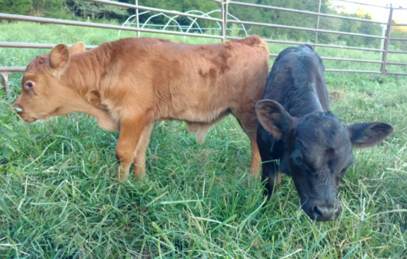 Lasair's Calves Dumpling & Graham