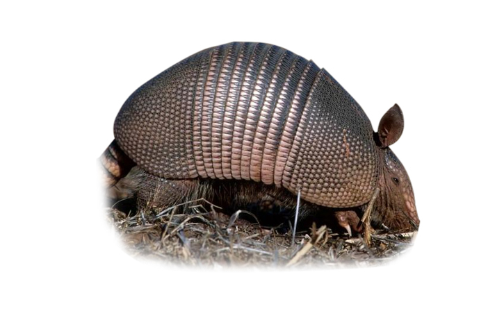 How to Use Vinegar to Get Rid of Armadillos? 