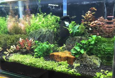 Novice Aquascape