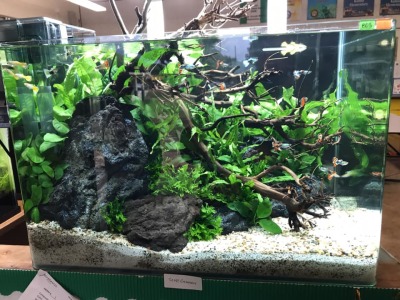 Advanced Aquascape