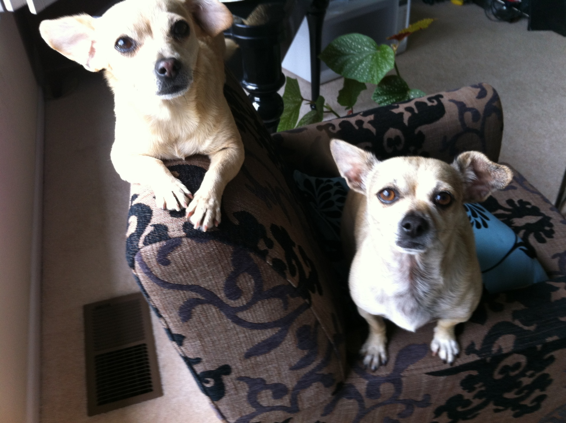 Dogs and rabbits