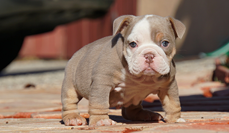 teacup english bulldogs