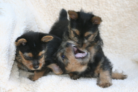 Dash, Emma, Digby