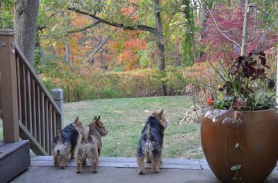 fall in our backyard