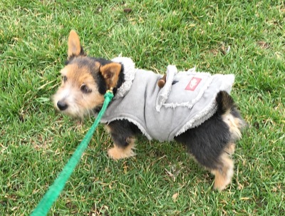 Lacy learning leash walking