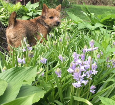 Ruby in the garden