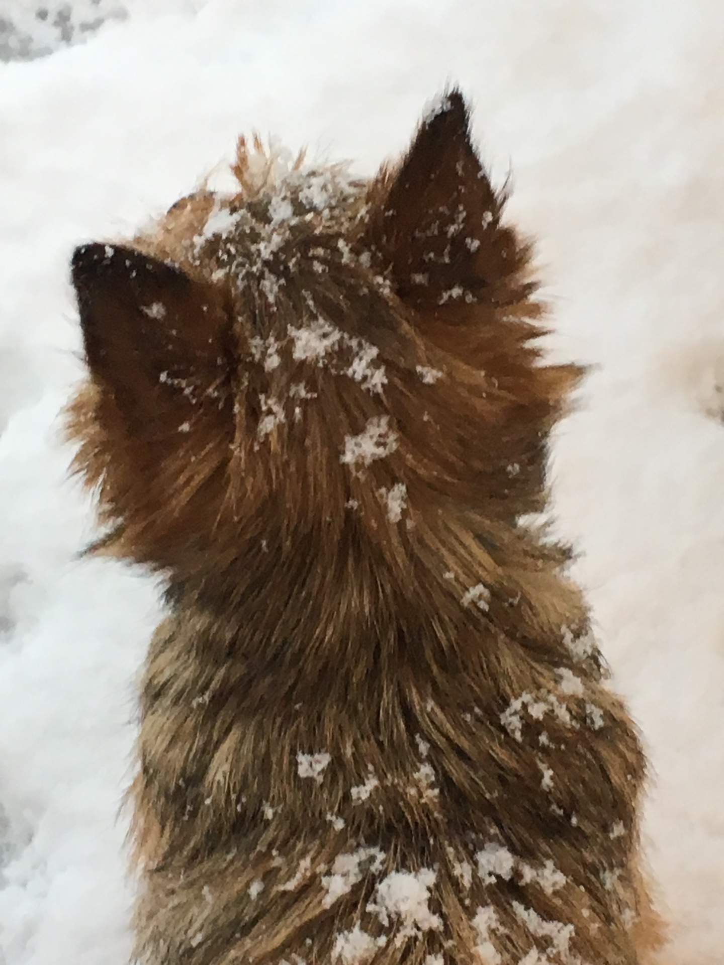 Ruby with snowflakes