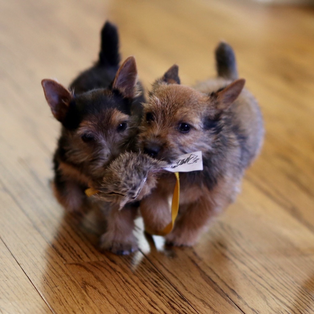 Puppies with a toy