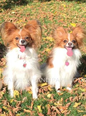 tricolor papillon puppies for sale